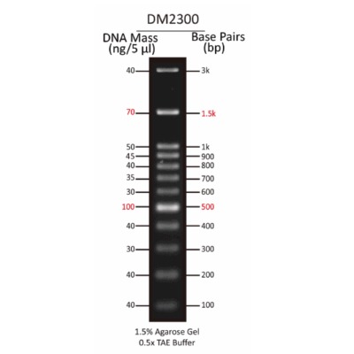100bp DNA ladder