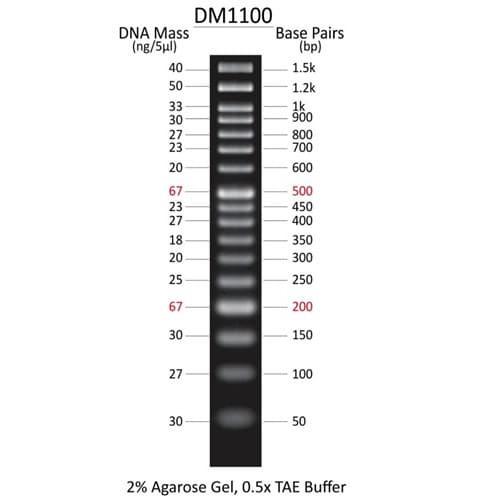 50bp DNA Ladder kiagene