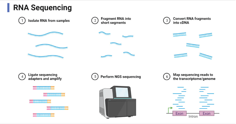 توالی یابی کامل آر ان ای | Total RNA-Sequencing