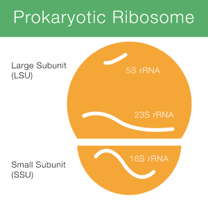 16S ribosomal RNA Sequencing