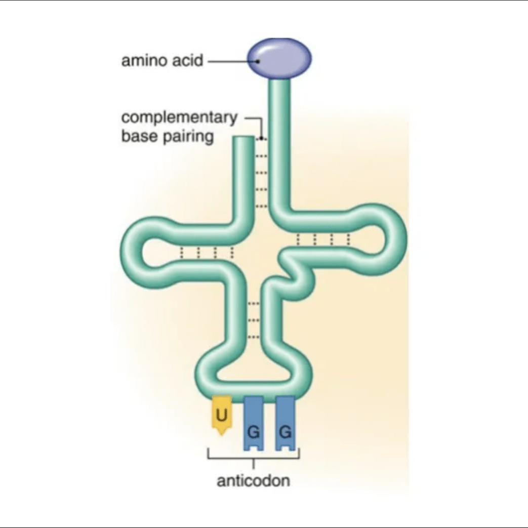 تخلیه RNA ریبوزومی|ribosomal RNA depletion
