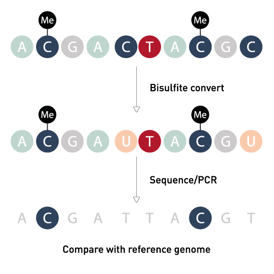 Bisulfite Sequencing