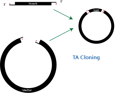 کیت های آزمایشگاهی 