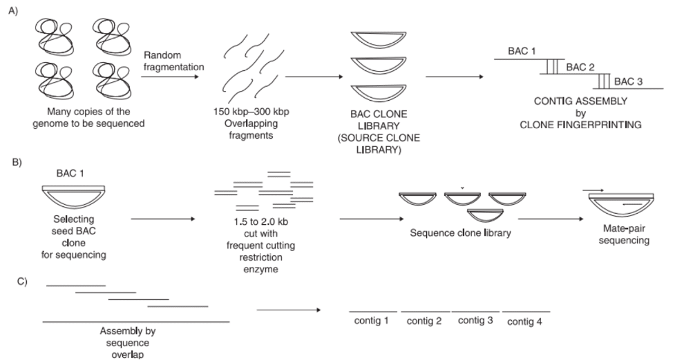 whole genome sequencing