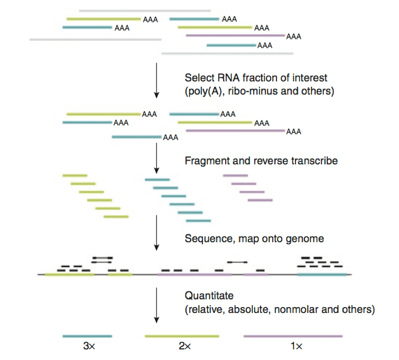 توالی یابی کامل آر ان ای | Total RNA-Sequencing