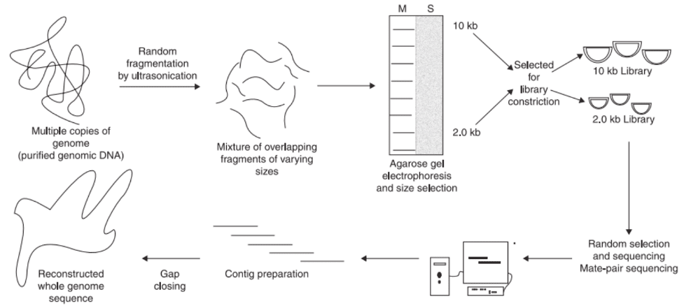 whole genome sequencing