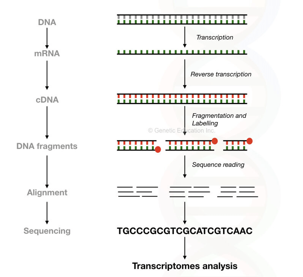 توالی یابی کامل آر ان ای | Total RNA-Sequencing