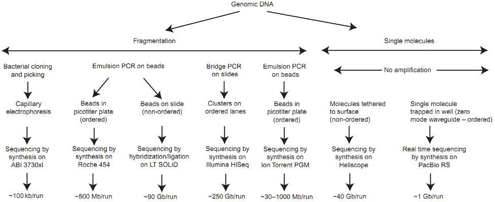 whole genome sequencing