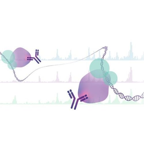 Chromatin Immunoprecipitation Sequencing (ChIP-Seq)