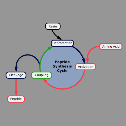 Peptide Synthesis