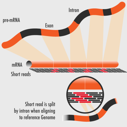 mRNA-Sequencing