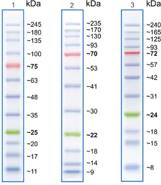 Prestained Protein Ladder